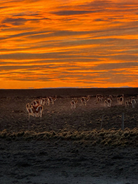 Santa Cruz Province steppe, Argentina